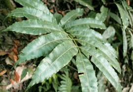 Image result for Marattiaceae