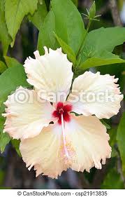 Maybe you would like to learn more about one of these? White Hibiscus Flower White Hibiscus Rosa Sinensis Flower Canstock