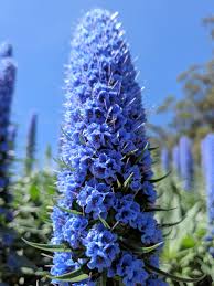 Image result for Echium