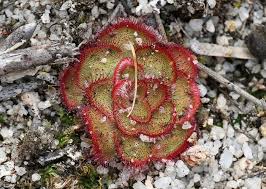 Image result for Droseraceae