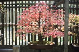 The bougainvillea and the wisteria are also stunning examples of flowering bonsai. Bonsai The Japanese Garden