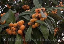 Another plant, the loquat, is also known as the chinese plum, but it belongs to the eriobotrya genus. Loquat Properties Botanical Online