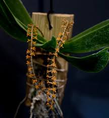 Image result for Dyschoriste hildebrandtii