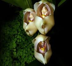 202 free images of rare flowers. 10 Most Beautiful But Strange Flowers World S Weirdest Flowers