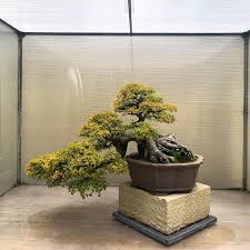 Image result for Pemphis