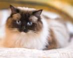 Ragdoll - Wikipedia