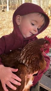 Little Country Boy with Rooster and Tractor