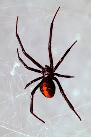 Howstuffworks gets to know these arachnids. Las Vegas Spiders Exterminators Pest Control Fischer S Pest Control