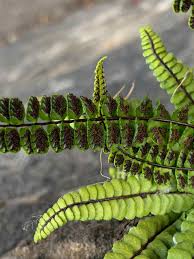 Image result for Asplenium simii