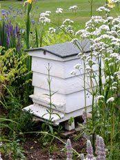 Bee Borders Glasshouse Borders Bee Keeping Backyard Beehive Backyard Beekeeping