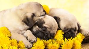 Puglife babypugs pugpuppies cutesmallpuppies cutesmalepugs. Video Watch As These Adorable Sleepy Pug Puppies Go To Bed Abc7 New York
