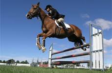 Creators can monetize their content and earn their fair share. Reitart Springen Springreiten Springreiter Meinepferde Eu