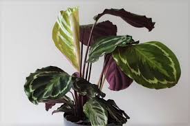 Calathea Roseopicta Care Made Easy Smart Garden Guide