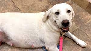 Daisy Duke Is Pregnant With 8 Puppies Youtube