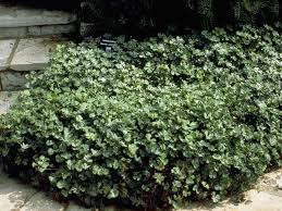 Image result for Marsilea macrocarpa