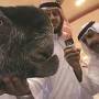 Damascus goat Qahr from egyptianstreets.com