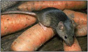 House Mouse Cranbrook Pest Control