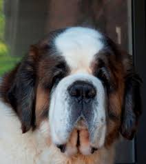 Trooper 3 Saint Bernard Resim