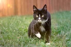 It fits on any height wood, vinyl, masonry, wire or chain link fence. 4 Smart Ways To Keep Your Cat In Your Yard My Backyard Life