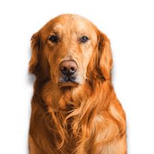 You can always come back for vet coupons near me because we update all the latest coupons and. Vet Help Direct Online Vet Reviews Best Uk Vet Awards