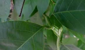 Daun umumnya organ berwarna hijau yang terletak diatas tanah. Mentaos Wrightia Pubescens Thanks To Zakaria Al Anshori Fo Flickr