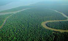 A tropical rainforest is located in the tropics and they are located in the equatorial region because that's where they are located. Tropical Rainforest Wikipedia