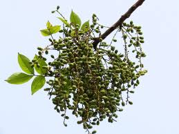 Image result for Lannea