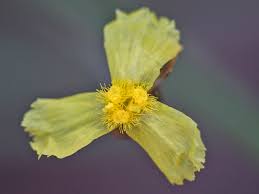 Image result for Xyris capensis