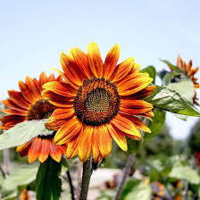 Flowers come in an amazing range of colors, both natural and tinted, so it won ' t be difficult to find blooms that perfectly match the rest of your wedding. Sunflower Organic Seeds Medium Red Flower The Organic Gardening Catalogue