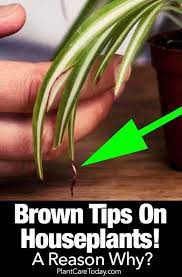 Brown Tips On Houseplants Leaves A Reason Why Plant Care Houseplant House Plants Indoor Inside Plants