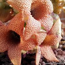 Those are the findings of a recent study by researchers from the university of nevada, reno. In Defense Of Plants