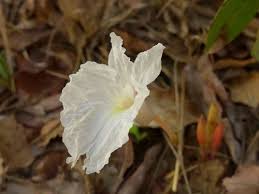 Image result for Siphonochilus