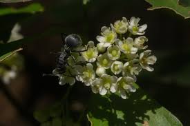 Image result for Gymnosporia senegalensis