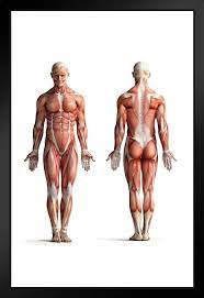 Hundreds of drawings illustrate both the underlying structure and the exterior of the face, torso, arms, legs, hands, and feet. Amazon Com Male Human Anatomy Muscles Diagram Chart Art Print Stand Or Hang Wood Frame Display Poster Print 9x13 Posters Prints