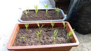 Proses pertumbuhan sayuran bergantung pada sifat alam, dan penyerbukan yang dapat tanaman yang di tanam pada tempat tinggi akan menjadi hangat di awal musim semi serta. 6 Tips Tanam Sayur Dalam Pasu Kebunbandar Com