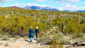 Organpipe cactus in the organ pipe cactus national monument, arizona, usa. M Ldry66imtjgm