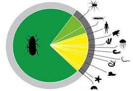 16 pests & pest control. Beetle Hormones Creates Eco Friendly Pest Control Carlsbergfondet