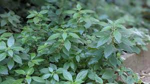 Image result for Parietaria