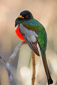 Common Birds Of Southern Arizona Pin On Bird Watching