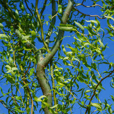 Image result for venturia saliciperda willow tree