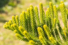 Image result for Araucariaceae