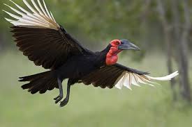 Beautiful free photos of animals for your desktop. Beautiful Birds Images Free Stock Photos Download 6 674 Free Stock Photos For Commercial Use Format Hd High Resolution Jpg Images