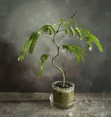 Image result for Pithecellobium