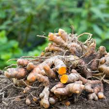Image result for Curcuma longa