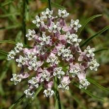 The Search For Milkweed Has Begun Environmental Nature Center Milkweed Plant Milkweed Plants