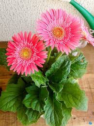 Image result for Gerbera viridifolia