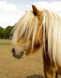 I don't know where to start. Landpark Lauenbruck Falabella Ponys