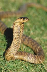 A Top 10 List Of Africa S Most Dangerous Snakes Snake Dangerous Animals Africa