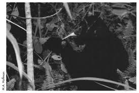 Image result for Vernonia kirungae