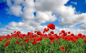 Beautiful Flowers Fields Wallpapers Hd Pictures Dunia